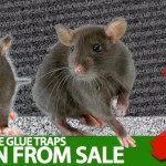 Rat Glue Traps & Mouse Glue Traps Taken Off Of Sale