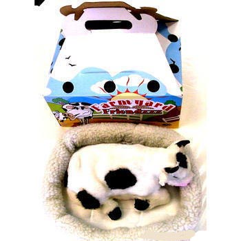 black and white snoring cow in pen